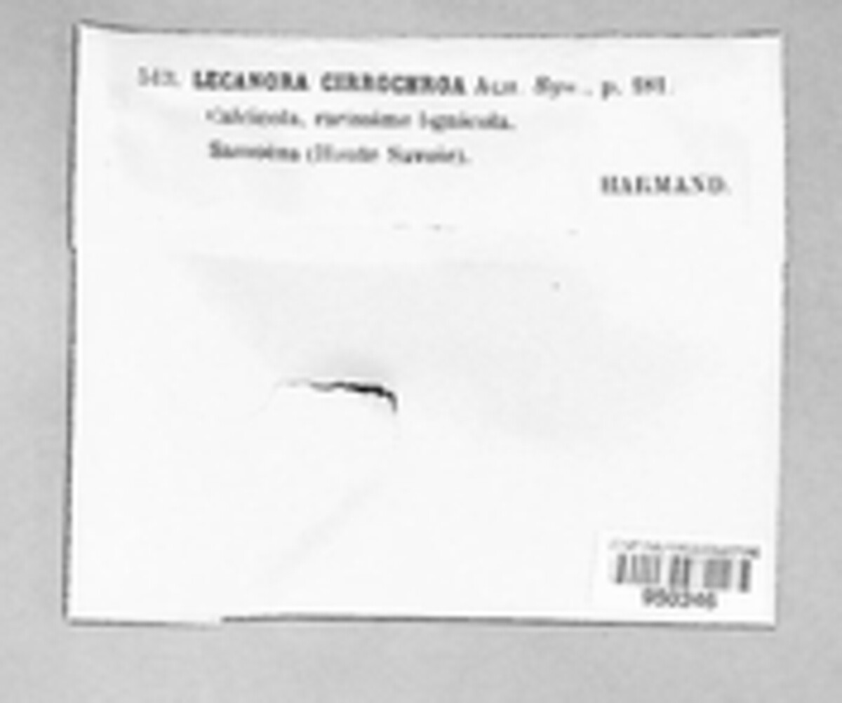 Leproplaca cirrochroa image